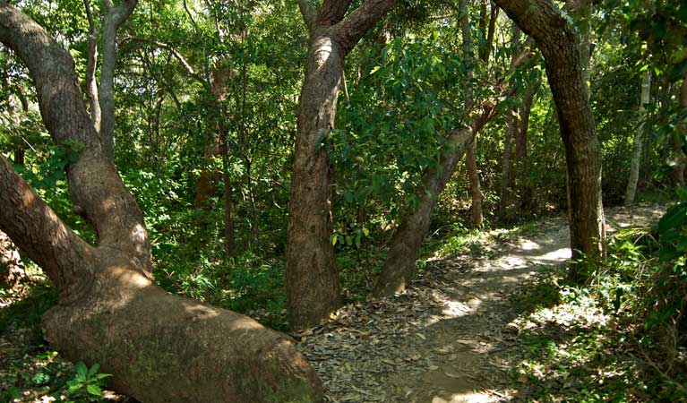 Wyrrabalong National Park coastal walking track